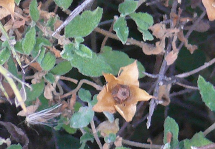 Cistus sp.